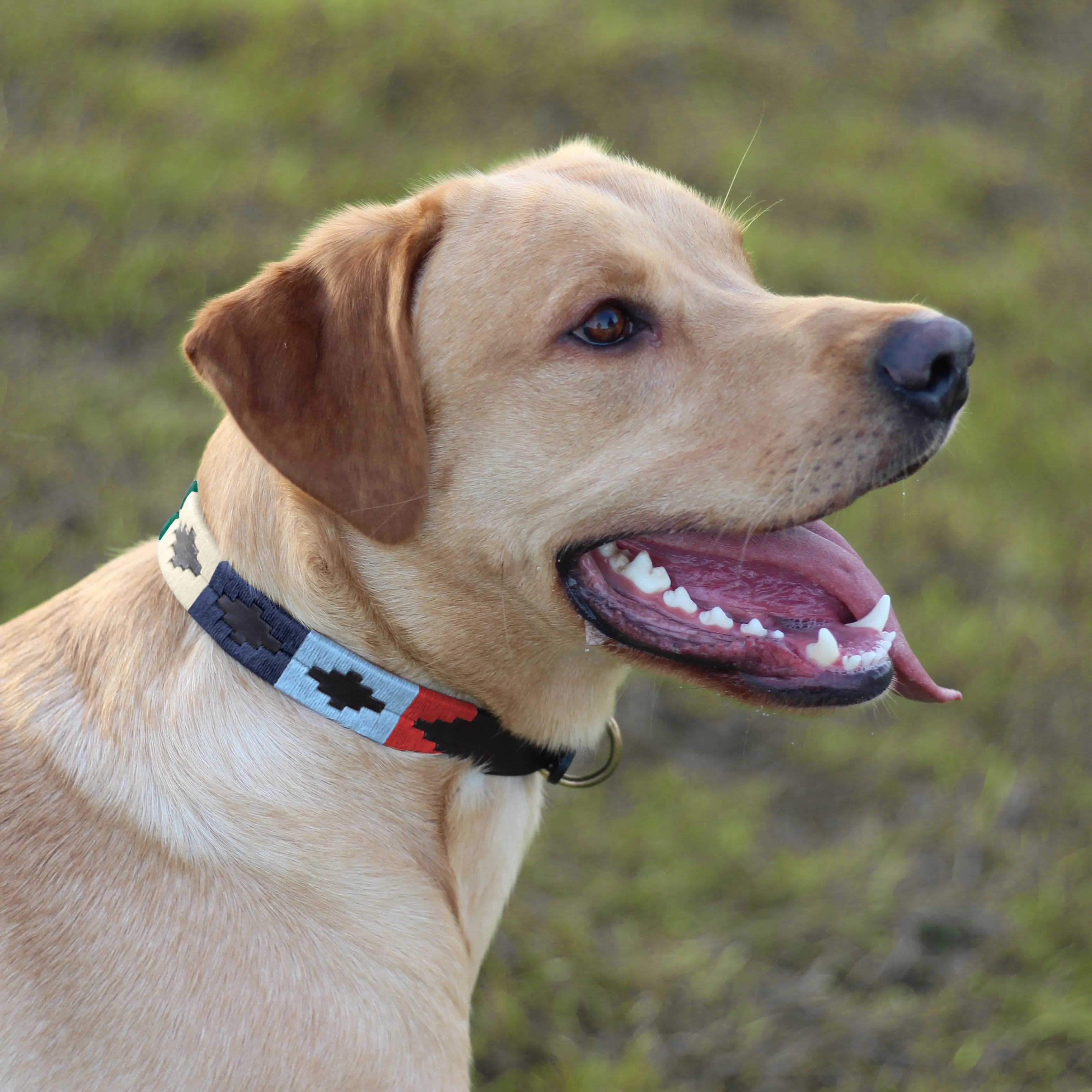 Dog Collar - Multi